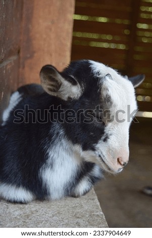 Nebworn black and white baby goat is going to sleep, Animal Park Bretten, Germany