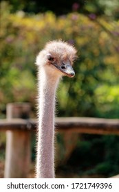 Neck And Face Of A Darwin Nandu 