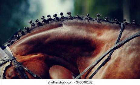 Neck of a sports brown horse with the braided mane. - Powered by Shutterstock