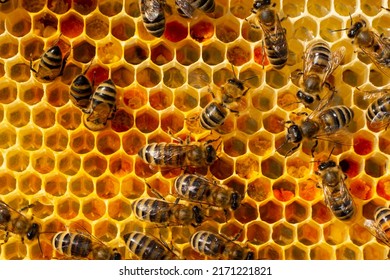 Nectar, pollen, eggs and larvae in combs.
Beginning of the season. Harmonious development of the bee colony.