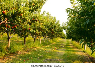 Nectarine Orchard