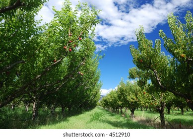 Nectarine Orchard