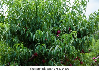 Nectarine Orchard On The Farm