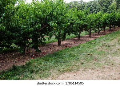 Nectarine Orchard On The Farm