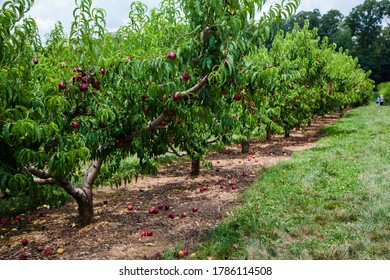 Nectarine Orchard On The Farm