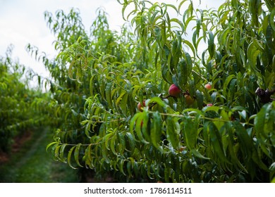 Nectarine Orchard On The Farm