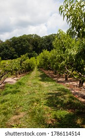 Nectarine Orchard On The Farm