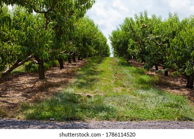 Nectarine Orchard On The Farm