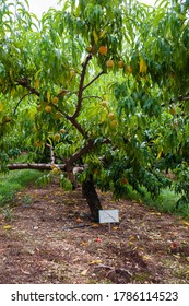 Nectarine Orchard On The Farm