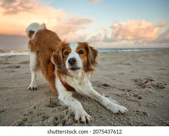 Nederlandse Kooikerhondje dog on beach