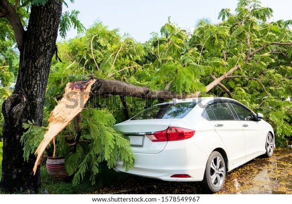 Need insurance coverage concept. Accident,\
the tree fell on the car until causing damage. It rained so hard\
that the wind blew the trees\
down.