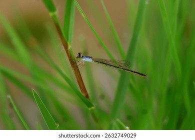 The needle dragonfly is perched on a plant. The needle dragonfly has the scientific name Zygoptera. It is one of the natural enemies of pests