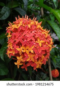 Needle Flower One Ornamental Flowers That Stock Photo 1981214675 ...