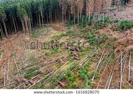 Similar – Foto Bild Valentinstag Wald Baum