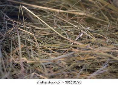 Needle In A Haystack