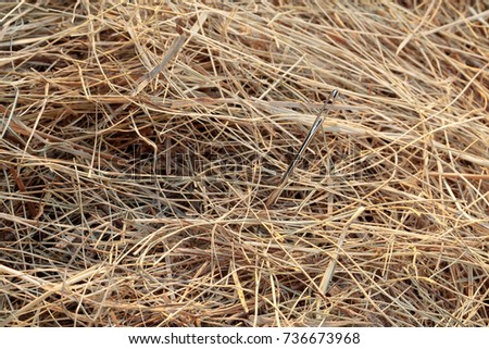 needle in a haystack/ needle in a haystack