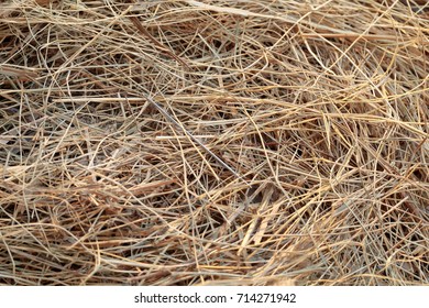 needle in a haystack/ needle in the hay