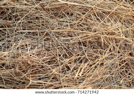 needle in a haystack/ needle in the hay