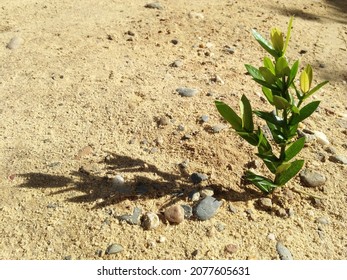a needle leaf that casts a shadow in the sun