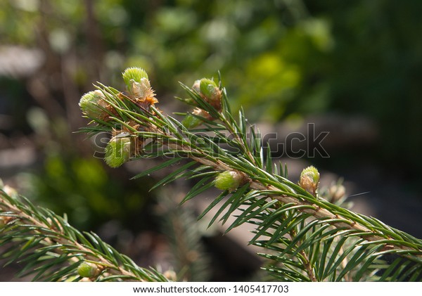 needle plant part\
coniferous tree fir\
spruce