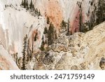 Needle trees on mountain wall in The Grand Canyon of the Yellowstone in Wyoming, USA