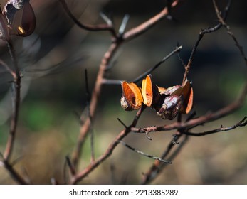 A Needlebush Seed Pod Against A Blurred Background That Has Opened After A Bush Fire Expulsing The Inner Seed To The Floor For Regrowth.