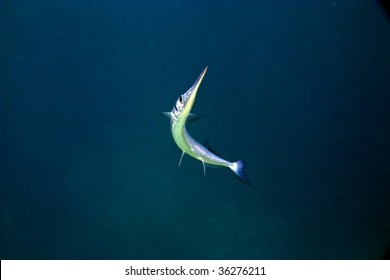 Needlefish