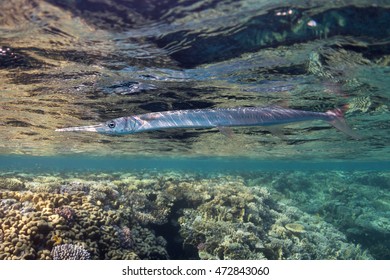 Needlefish