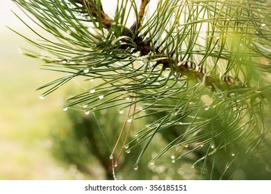 Needles