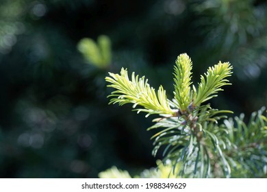 505 Subalpine Fir Images, Stock Photos & Vectors | Shutterstock