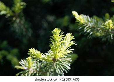 505 Subalpine Fir Images, Stock Photos & Vectors | Shutterstock