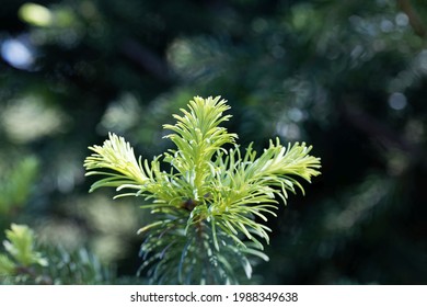 505 Subalpine Fir Images, Stock Photos & Vectors 