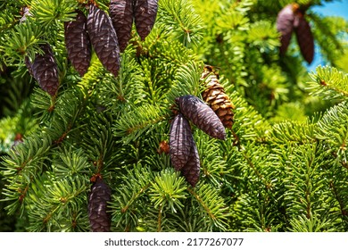 Needles And Cones Of Picea Mariana, Black Spruce.
