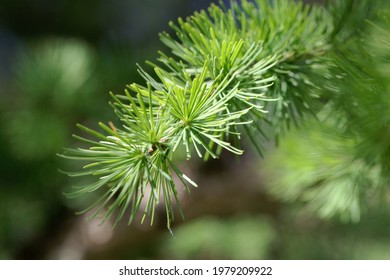 Needles Of A Dahurian Larch Tree, Larix Gmelinii 