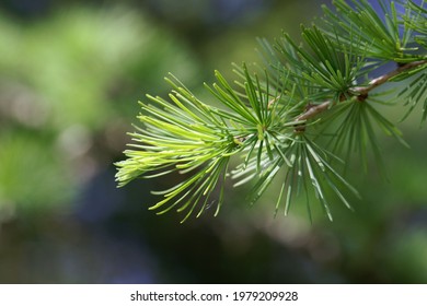 Needles Of A Dahurian Larch Tree, Larix Gmelinii 