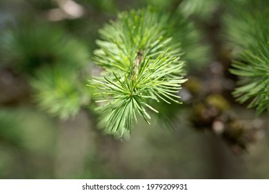 Needles Of A Dahurian Larch Tree, Larix Gmelinii 