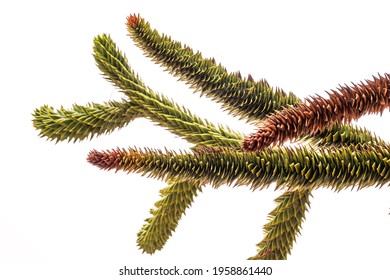 Needles of evergreen tree Araucaria araucana,commonly called the Monkey Puzzle Tree, Monkey Tail Tree, Pewen or Chilean Pine, isolated on white background - Powered by Shutterstock