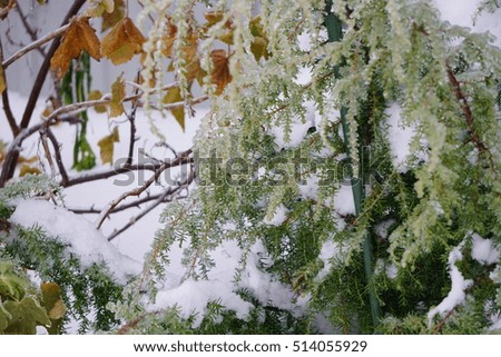 The needles of juniper in the ice