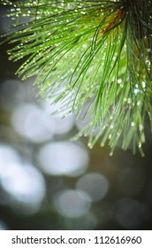 Needles On Pinetree Branch Background