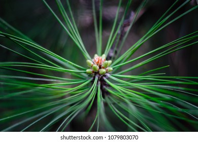 Needles of a pine close-up. Dark background