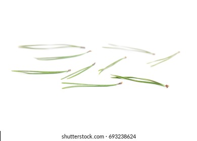 The Needles Of Pine On A White Background