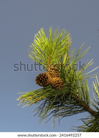 Similar – Pine cones Tree Detail