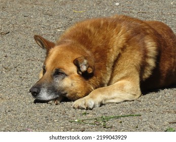 Needy Dog Living On The Street In Chile