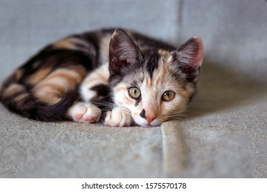 The Needy Look Of Female Cat Baby. A Black And White Baby Cat. Animal Life. Pet Lover. Cat Lover. Cute Kitten