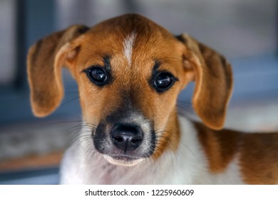 The Needy Look Of The Puppy Asking Its Owner For Attention. Female Dog. Pet Lover