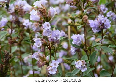 Neelakurinji From Munnar Mountains Kerala