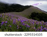 Neelakurinji - strobilanthes sessilis

The Neelakurinji flowers that blossom once in many years have turned the green patches of hill stations in Chikkamagaluru into purple-blue.