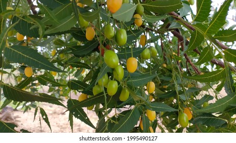 Neem , Azadirachta Indica, Commonly Known As Neem, Nimtree Or Indian Lilac, Is A Tree In The Mahogany Family Meliaceae.