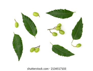 Neem or azadirachta indica leaves and fruits isolated on white background with clipping path.top view. - Shutterstock ID 2134517103