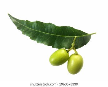 Neem Fruit With Leaf On White Background.